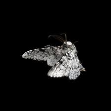 Attēlu rezultāti vaicājumam “Biston betularia”