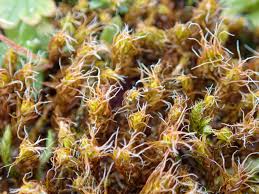 Attēlu rezultāti vaicājumam “Heterotrichia pomiformis (syn. Arcyria pomiformis) macro”