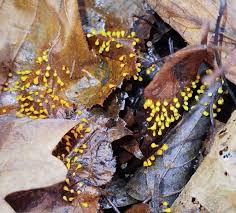 Attēlu rezultāti vaicājumam “Craterium minutum cf. var. brunneum”