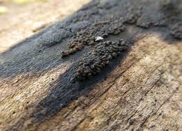 Attēlu rezultāti vaicājumam “Ruzenia spermoides”