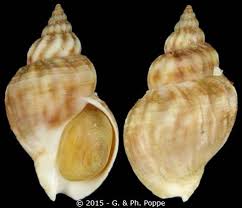 Image result for Buccinum undatum