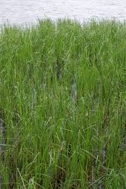 Attēlu rezultāti vaicājumam “Carex acuta”