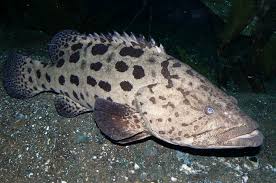 Image result for Epinephelus tukula