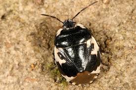 Attēlu rezultāti vaicājumam “Tritomegas bicolor”