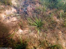 Attēlu rezultāti vaicājumam “Isoetes echinospora leaf”