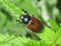 Attēlu rezultāti vaicājumam “Phyllopertha horticola”