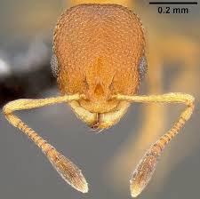 Attēlu rezultāti vaicājumam “Antrodia macra”