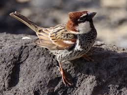 Image result for Passer hispaniolensis