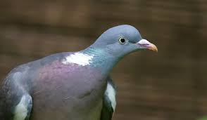 Image result for Columba palumbus