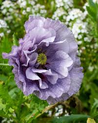 Image result for Papaver rhoeas 'Shirley'