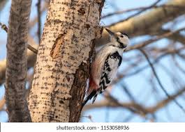Attēlu rezultāti vaicājumam “Dendrocopos leucotos female”