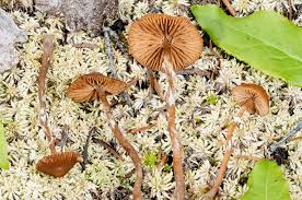 Attēlu rezultāti vaicājumam “Gloiodon strigosus”