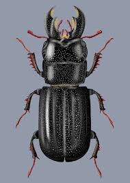 Attēlu rezultāti vaicājumam “Ceruchus chrysomelinus”