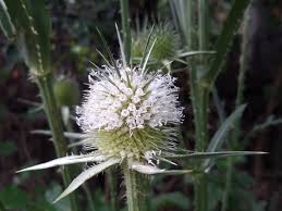 Image result for Dipsacus laciniatus