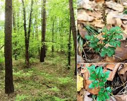 Attēlu rezultāti vaicājumam “Botrychium multifidum”