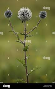 Image result for Echinops spaerocephalus