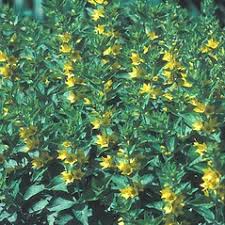 Attēlu rezultāti vaicājumam “Lysimachia punctata”