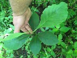 Attēlu rezultāti vaicājumam “Magnolia acuminata leaf”
