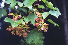Attēlu rezultāti vaicājumam “Acer pseudoplatanus fo. purpurascens flower”