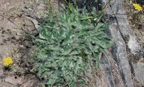 Attēlu rezultāti vaicājumam “Hieracium murorum bud”