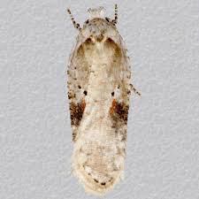 Attēlu rezultāti vaicājumam “Agonopterix alstromeriana”