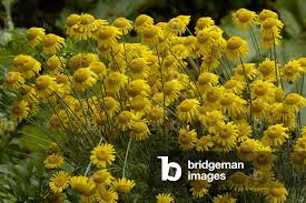 Image result for Anthemis tinctoria