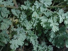 Attēlu rezultāti vaicājumam “Corydalis intermedia leaf”