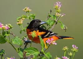 Image result for Icterus galbula