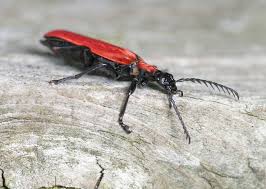 Attēlu rezultāti vaicājumam “Pyrochroa coccinea”