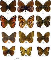 Attēlu rezultāti vaicājumam “Nymphalidae”