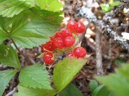 Attēlu rezultāti vaicājumam “Rubus saxatilis fruit”