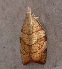 Attēlu rezultāti vaicājumam “Pandemis cinnamomeana female”