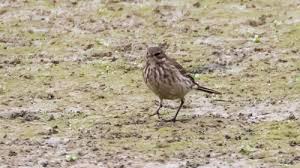 Attēlu rezultāti vaicājumam “Motacillidae”