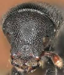 Attēlu rezultāti vaicājumam “Hylastes sp.”