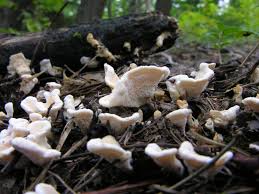 Attēlu rezultāti vaicājumam “Sistotrema confluens”