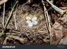 Attēlu rezultāti vaicājumam “Motacilla alba nest”