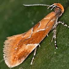 Attēlu rezultāti vaicājumam “Epicallima formosella”