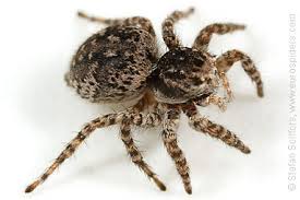 Attēlu rezultāti vaicājumam “Aelurillus v-insignitus”