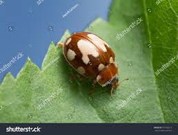 Attēlu rezultāti vaicājumam “Calvia quatuordecimguttata”