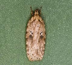Attēlu rezultāti vaicājumam “Agonopterix aranella”