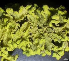 Attēlu rezultāti vaicājumam “Vulpicida pinastri”