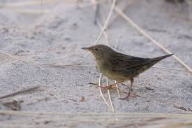 Image result for Locustella lanceolata