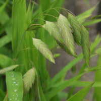 Attēlu rezultāti vaicājumam “Koeleria glauca leaf”
