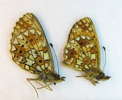 Attēlu rezultāti vaicājumam “Clossiana selene”