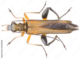 Attēlu rezultāti vaicājumam “Oedemera femorata”