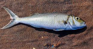 Image result for Aprion virescens