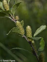 Attēlu rezultāti vaicājumam “Betula humilis female flower”