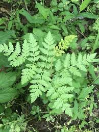 Attēlu rezultāti vaicājumam “Botrychium virginianum”