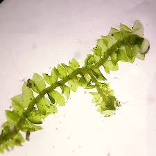 Attēlu rezultāti vaicājumam “Barbilophozia kunzeana”