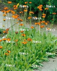 Image result for Hieracium aurantiacum